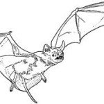 Flying-bat 1