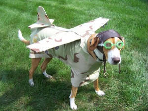 FlyDog