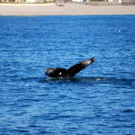 Puerto Penasco whale