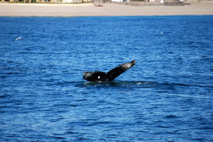 Puerto Penasco whale